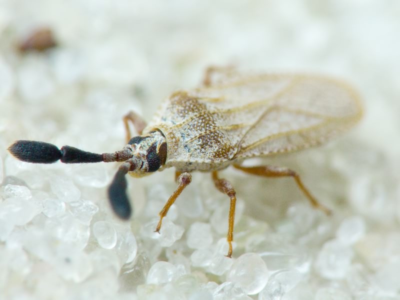 Copium teucrii (Host, 1788)